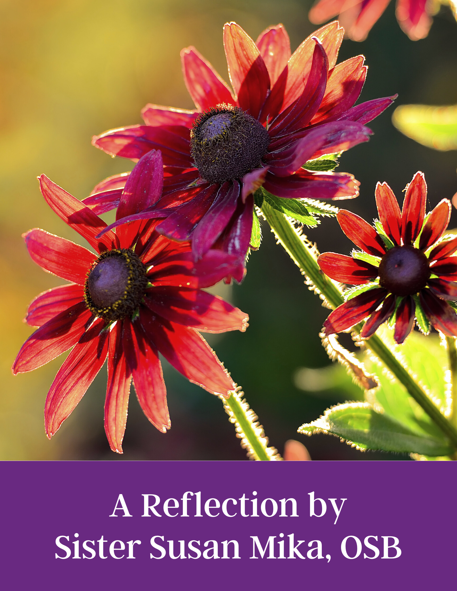 Image for Sr. Susan's Reflection - Aug 2022